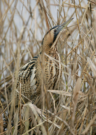 Bittern Botaurus stellaris