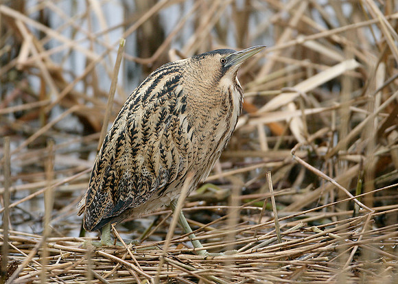 Bittern Botaurus stellaris