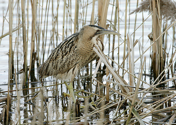 Bittern Botaurus stellaris