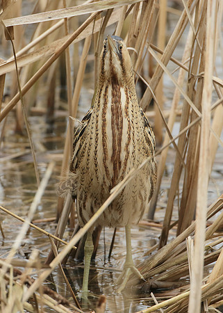Bittern Botaurus stellaris