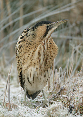 Bittern Botaurus stellaris