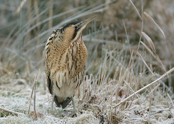 Bittern Botaurus stellaris