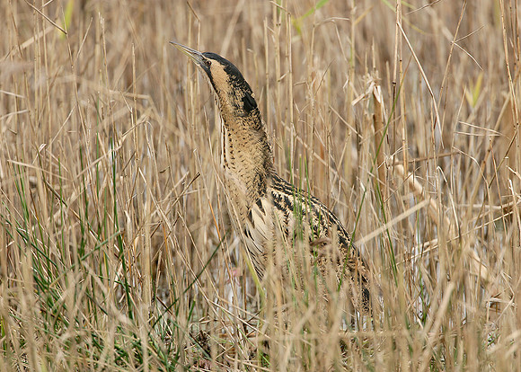 Bittern Botaurus stellaris