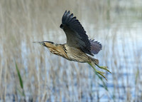 Bittern Botaurus stellaris