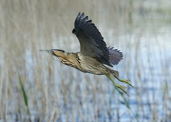 Bittern Botaurus stellaris