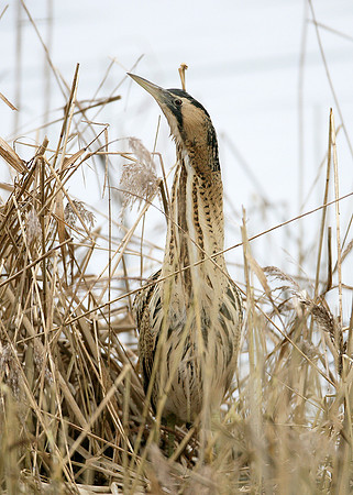 Bittern Botaurus stellaris