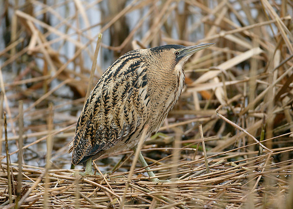 Bittern Botaurus stellaris