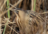 Bittern Botaurus stellaris