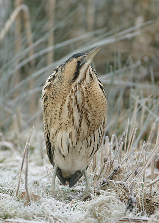 Bittern Botaurus stellaris