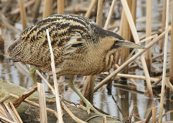 Bittern Botaurus stellaris