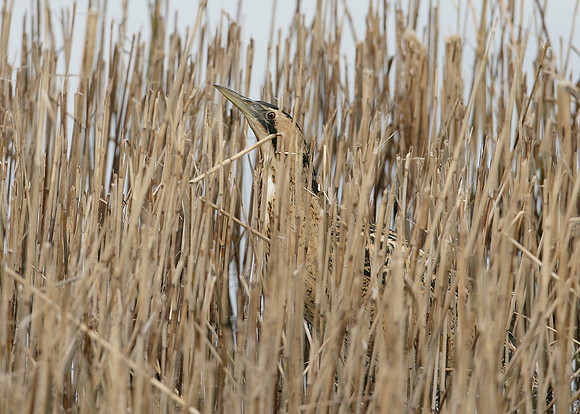Bittern Botaurus stellaris