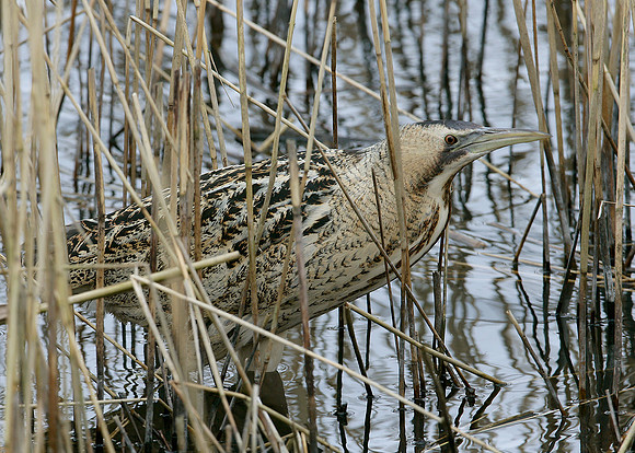 Bittern Botaurus stellaris