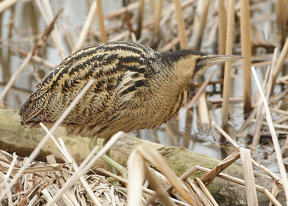 Bittern Botaurus stellaris