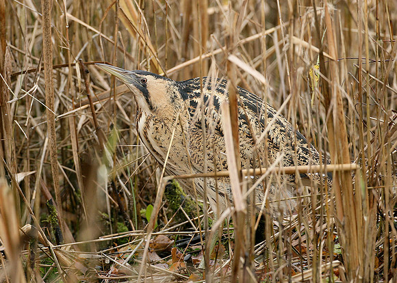 Bittern Botaurus stellaris