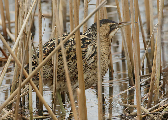 Bittern Botaurus stellaris