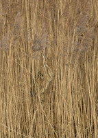 Bittern Botaurus stellaris