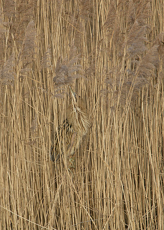 Bittern Botaurus stellaris
