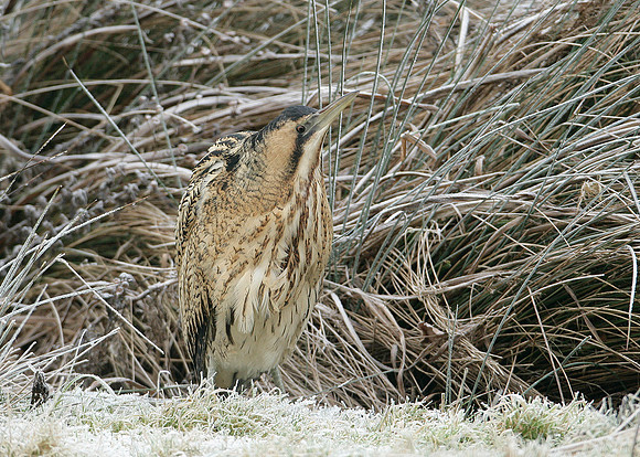 Bittern Botaurus stellaris