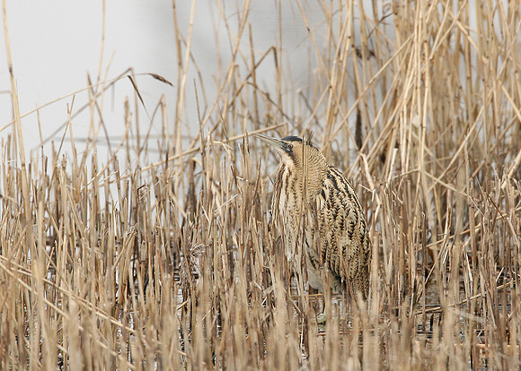 Bittern Botaurus stellaris