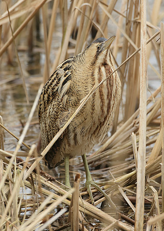 Bittern Botaurus stellaris