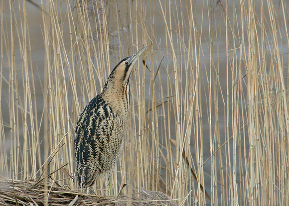 Bittern Botaurus stellaris