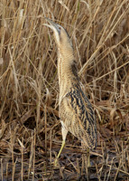 Bittern Botaurus stellaris