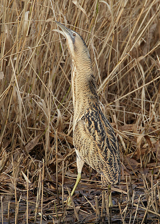 Bittern Botaurus stellaris