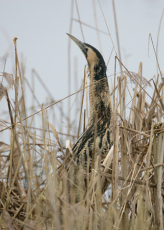 Bittern Botaurus stellaris