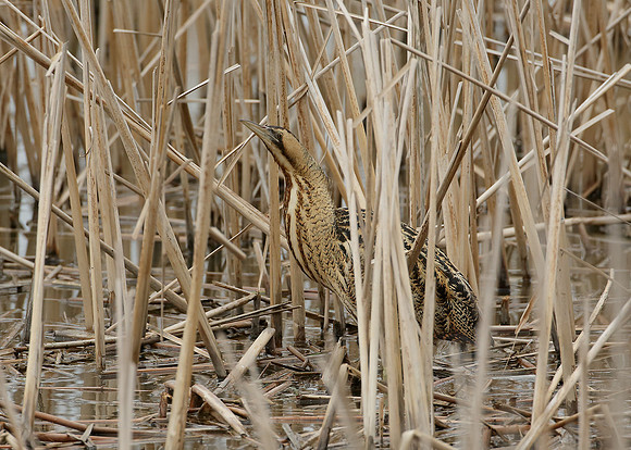 Bittern Botaurus stellaris