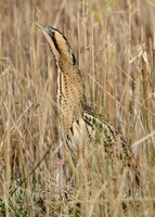 Bittern Botaurus stellaris