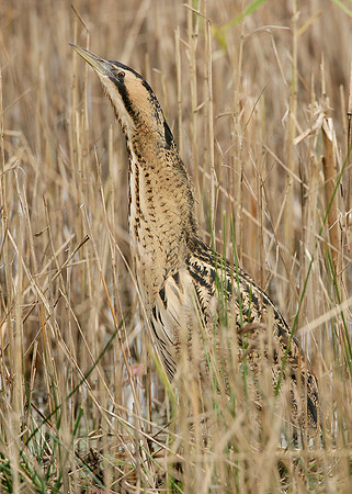 Bittern Botaurus stellaris
