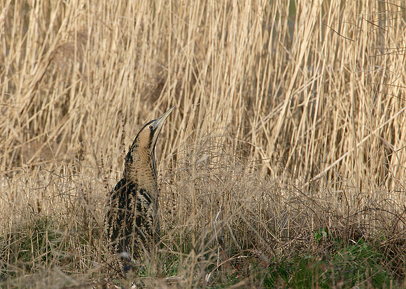 Bittern Botaurus stellaris