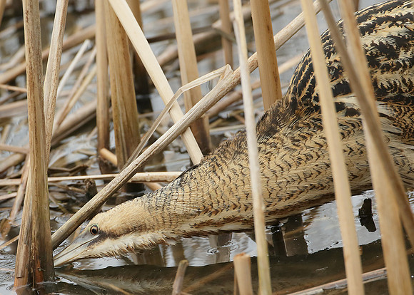 Bittern Botaurus stellaris
