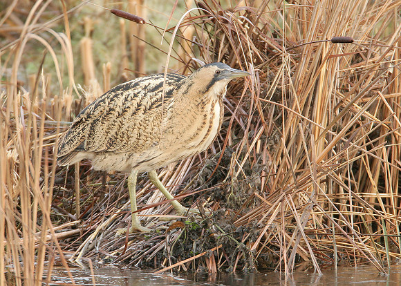Bittern Botaurus stellaris