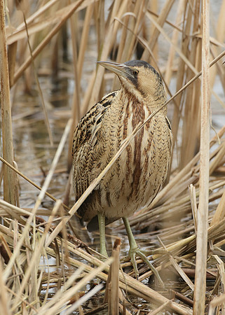Bittern Botaurus stellaris