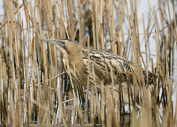 Bittern Botaurus stellaris