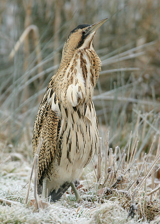 Bittern Botaurus stellaris