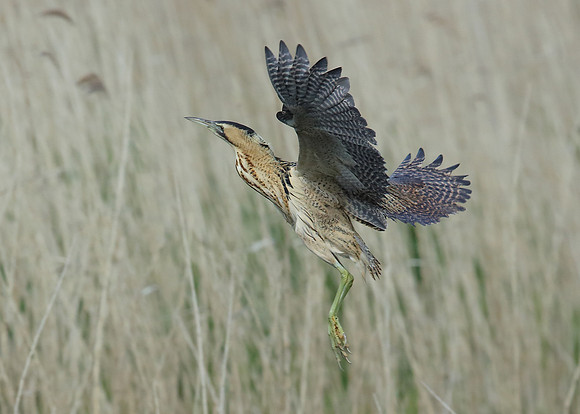Bittern Botaurus stellaris