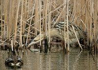 Bittern Botaurus stellaris