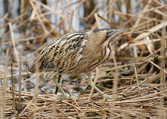 Bittern Botaurus stellaris