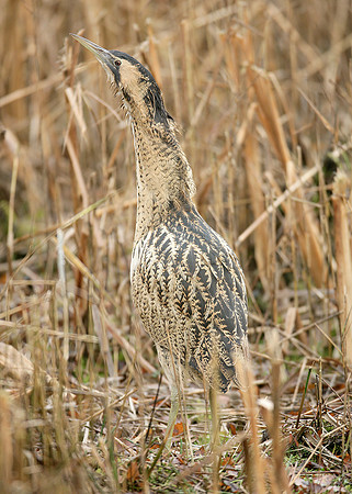 Bittern Botaurus stellaris