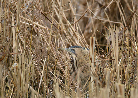 Bittern Botaurus stellaris