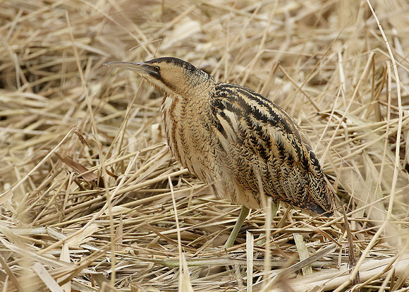 Bittern Botaurus stellaris
