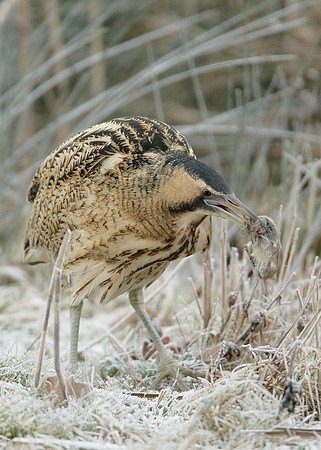 Bittern Botaurus stellaris
