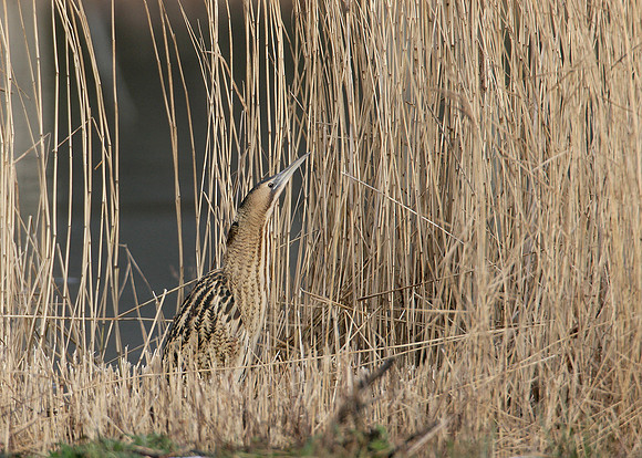 Bittern Botaurus stellaris