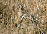Bittern Botaurus stellaris