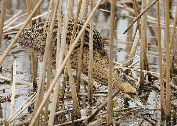 Bittern Botaurus stellaris