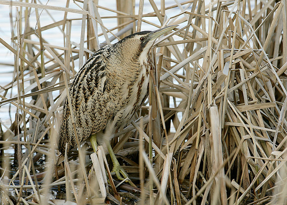 Bittern Botaurus stellaris