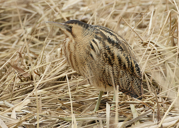 Bittern Botaurus stellaris