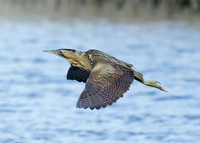 Bittern Botaurus stellaris
